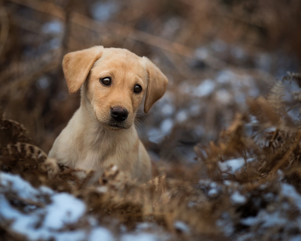 Грустный щенок золотистого ретривера