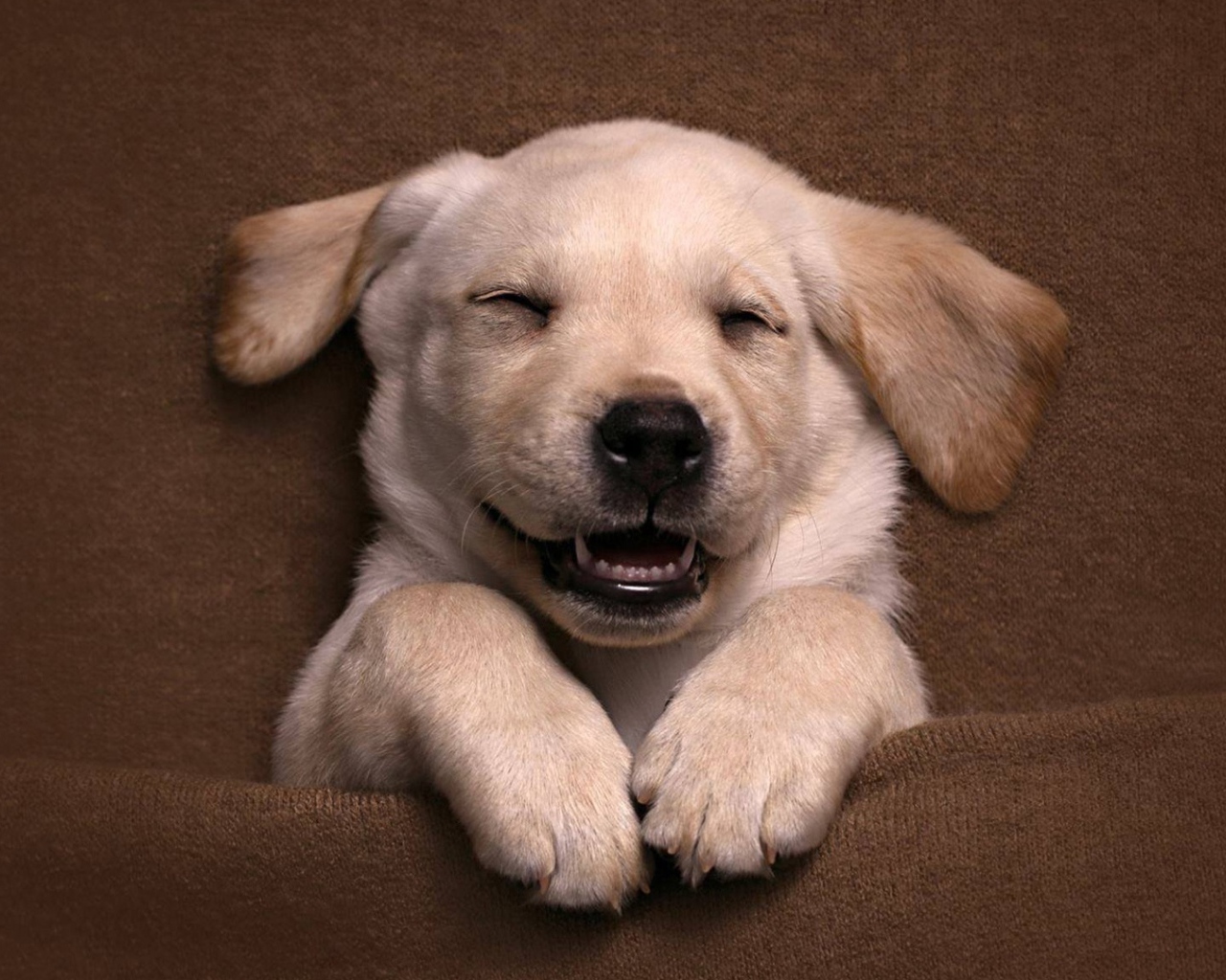 Довольный спящий щенок золотистого ретривера 