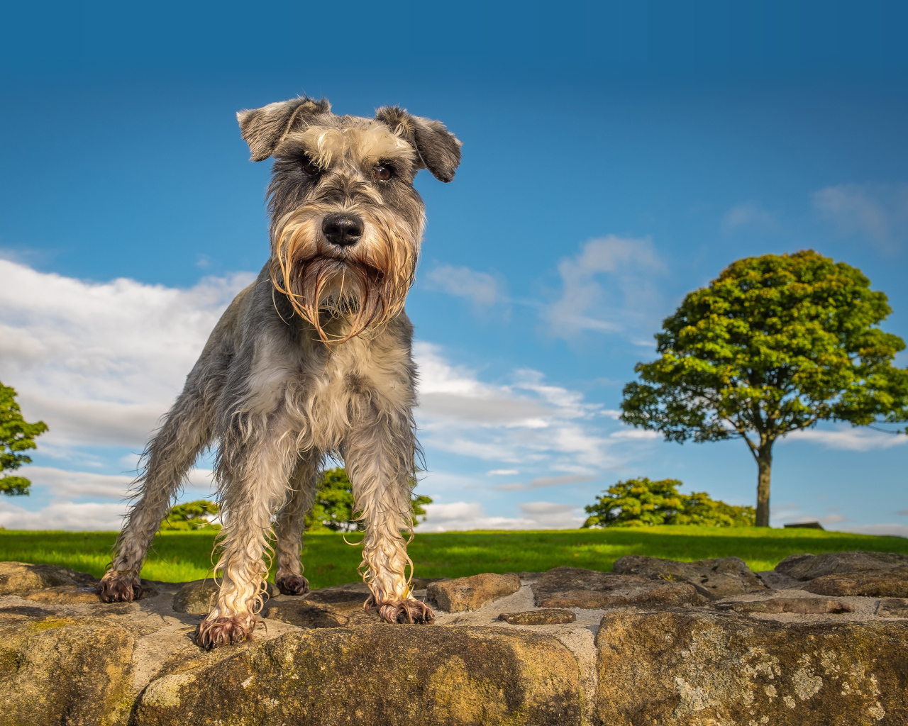 Шнауцер стоит на камне под голубым небом