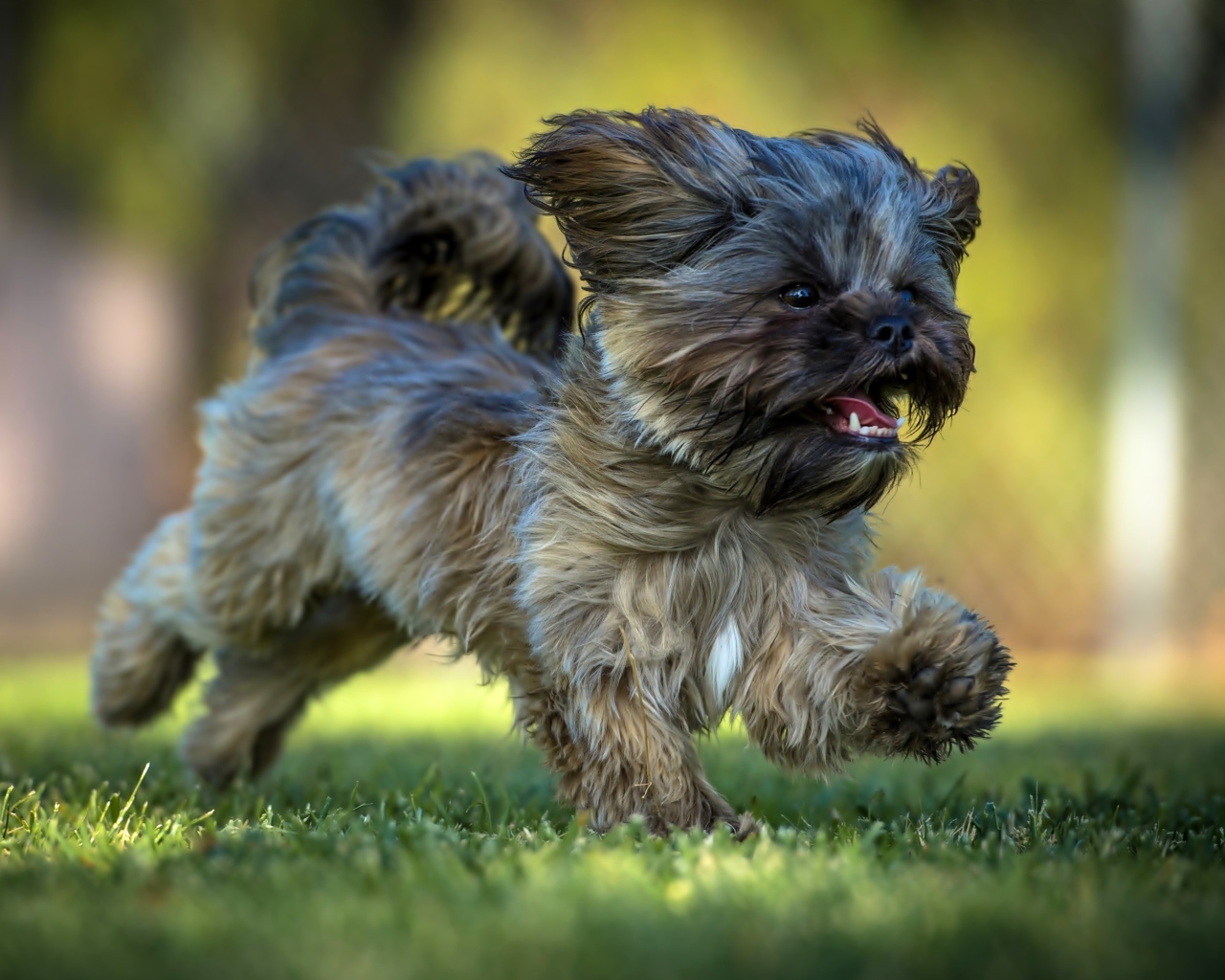 Щенок Ши-тцу бежит по зеленой траве