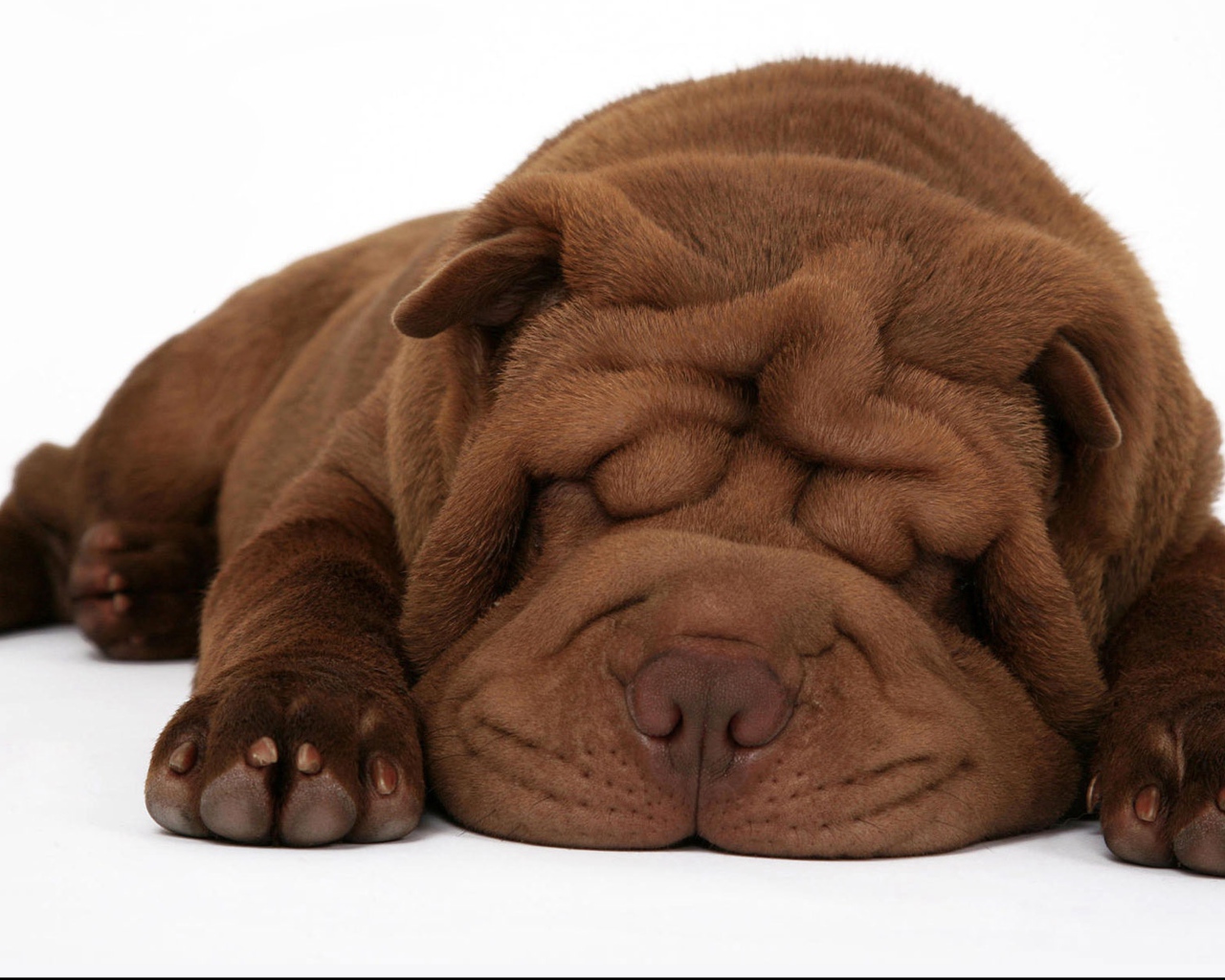 Спящий щенок шарпея на белом фоне