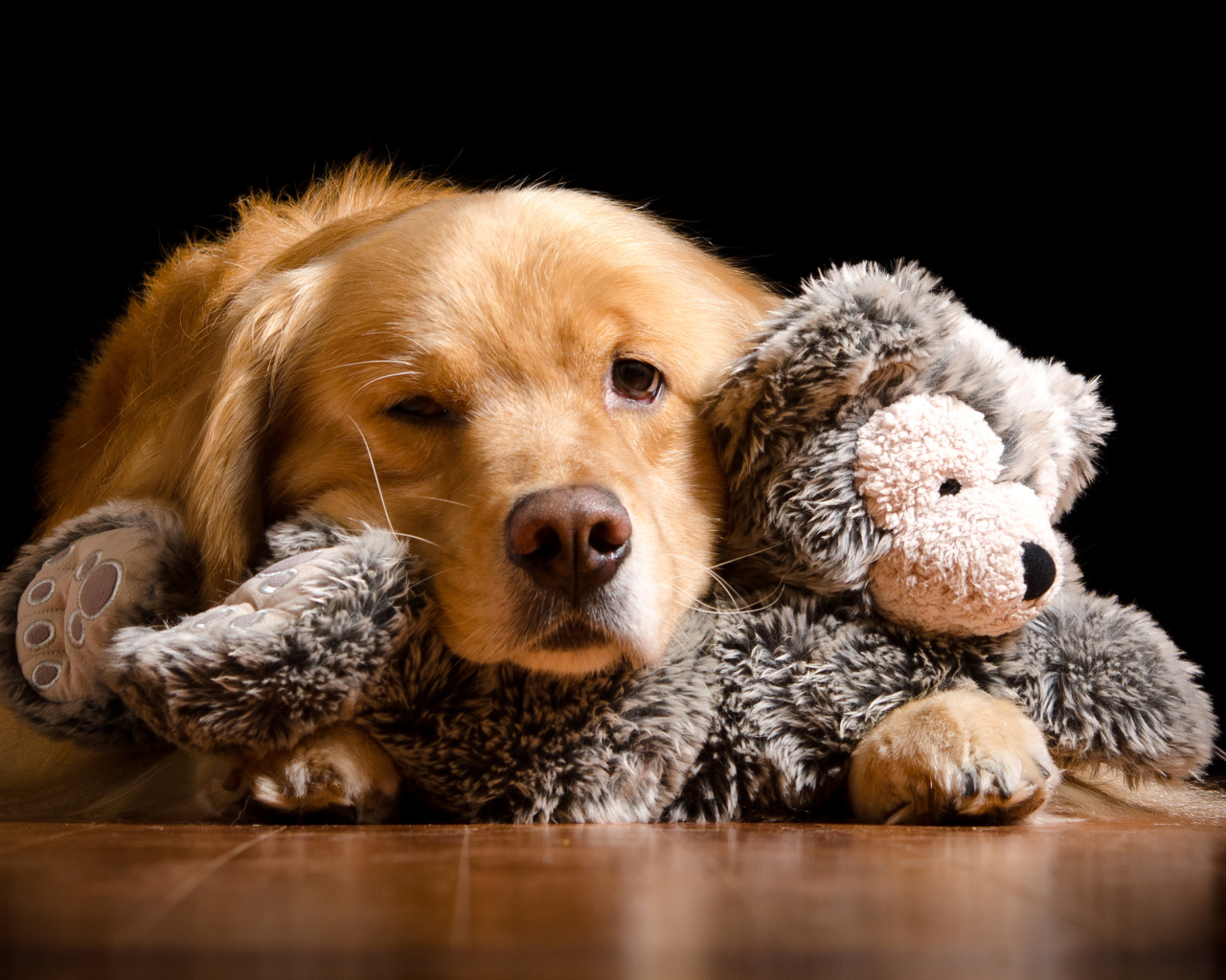 Сонный золотистый ретривер с игрушкой