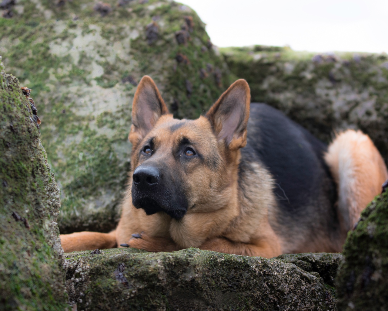 Умная немецкая овчарка лежит на камне