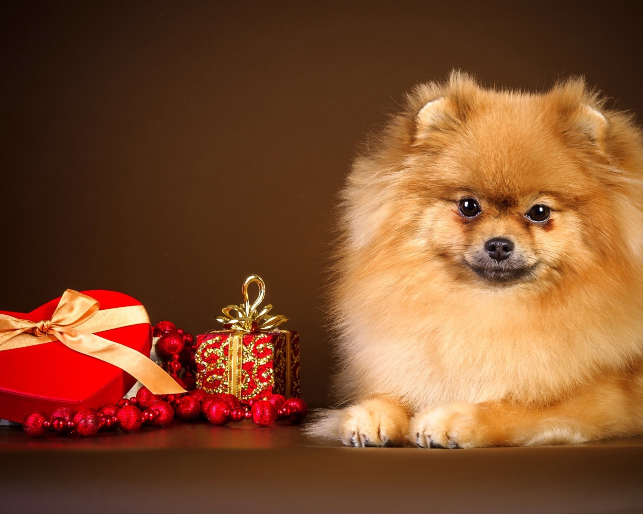 Шпиц с подарком в форме сердца