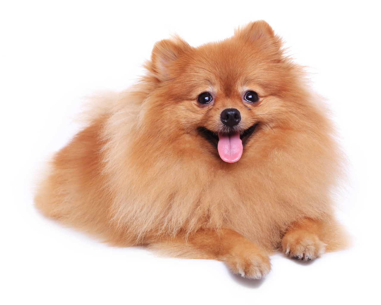 Шпиц с высунутым языком на белом фоне