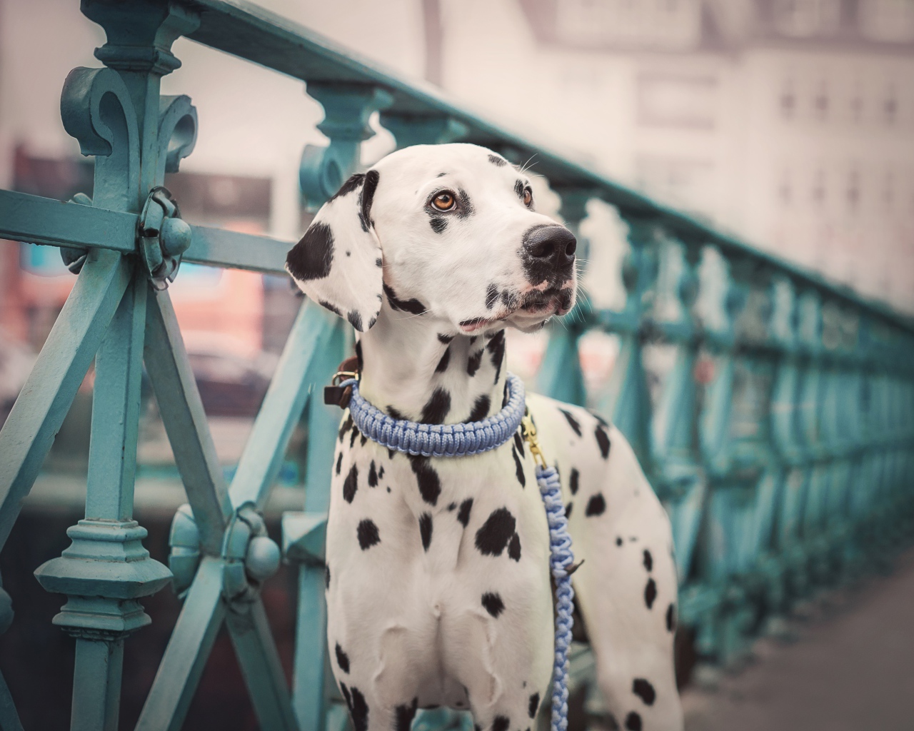 Пятнистый далматин на мосту 