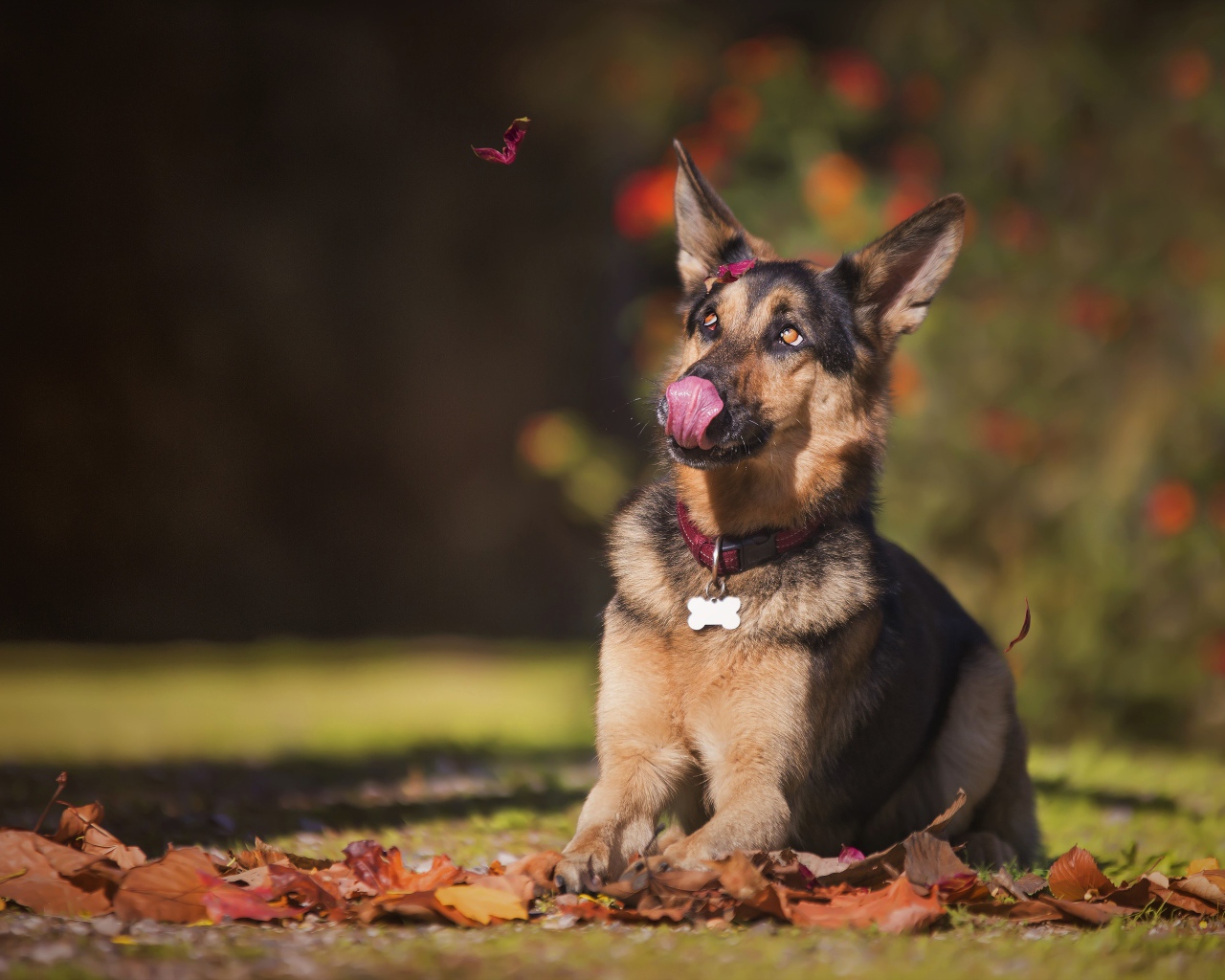 Немецкая овчарка с высунутым языком сидит на желтой листве