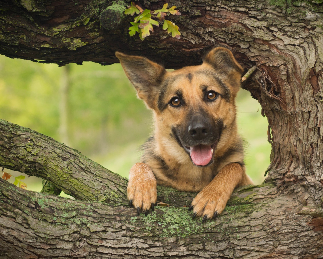 Немецкая овчарка с высунутым языком стоит у дуба