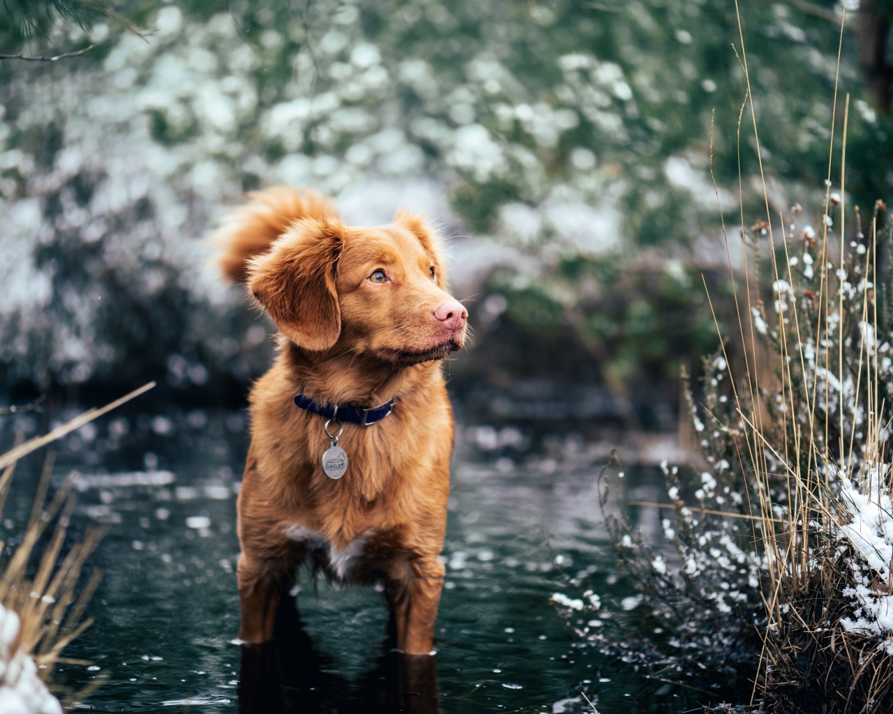 Новошотландский ретривер стоит в воде