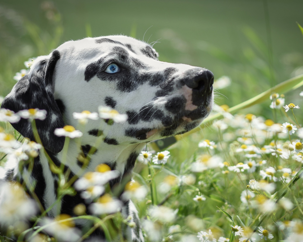 Голубоглазый далматин лежит в белых ромашках