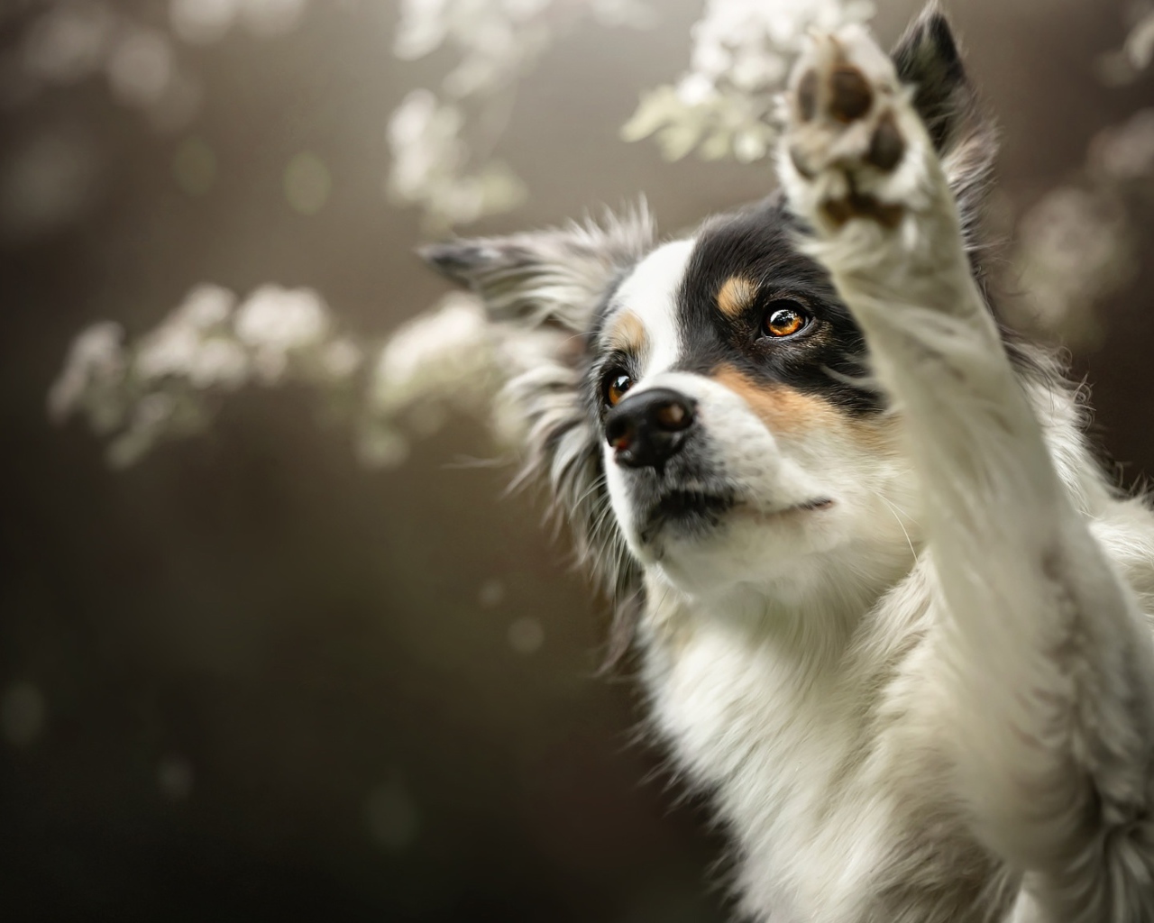 Собака породы Бордер-Колли подает лапу