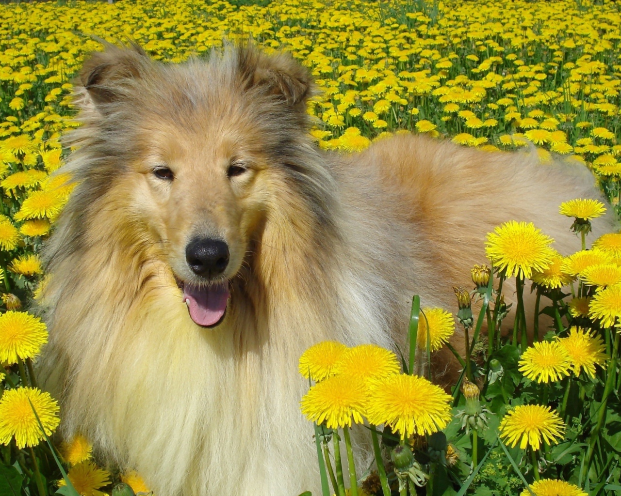 Длинношёрстный колли лежит в желтых одуванчиках