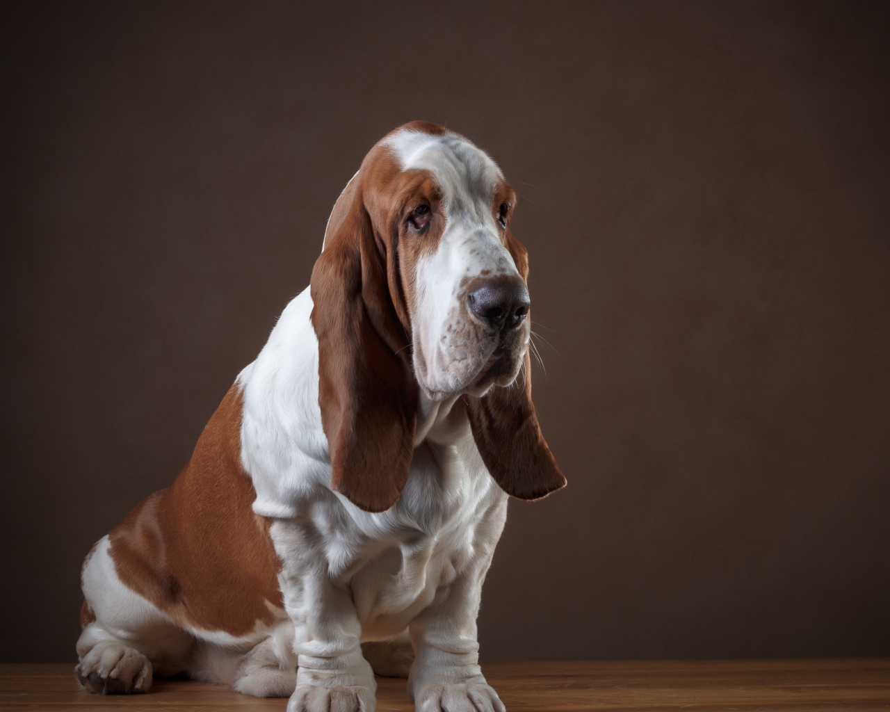 Грустный пес породы бассет хаунд 