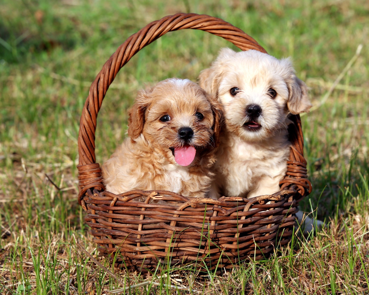 Два щенка Бишон фризе сидят в корзине