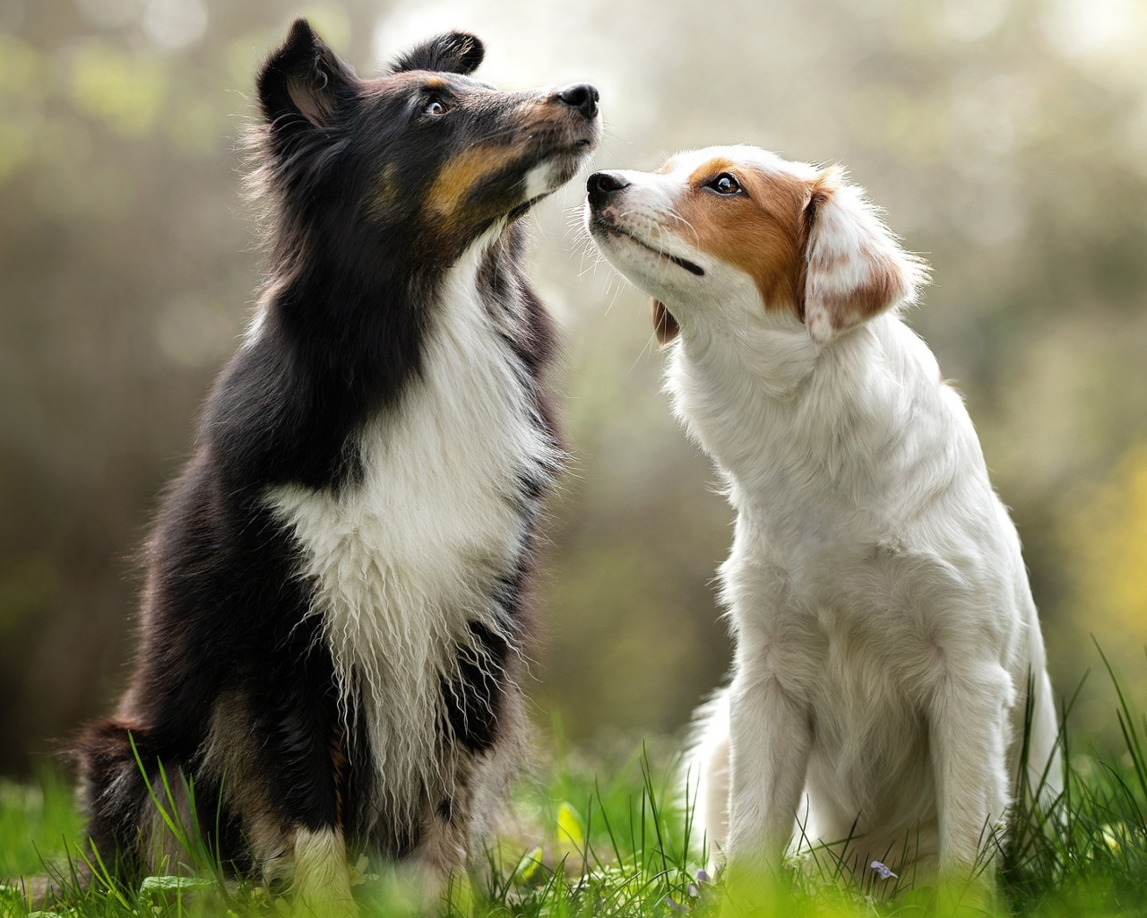 Две собаки породы бордер колли сидят на траве 