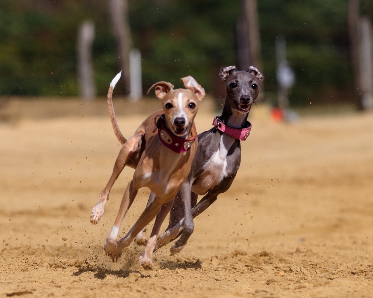 Две собаки породы грейхаунд бегут по песку 
