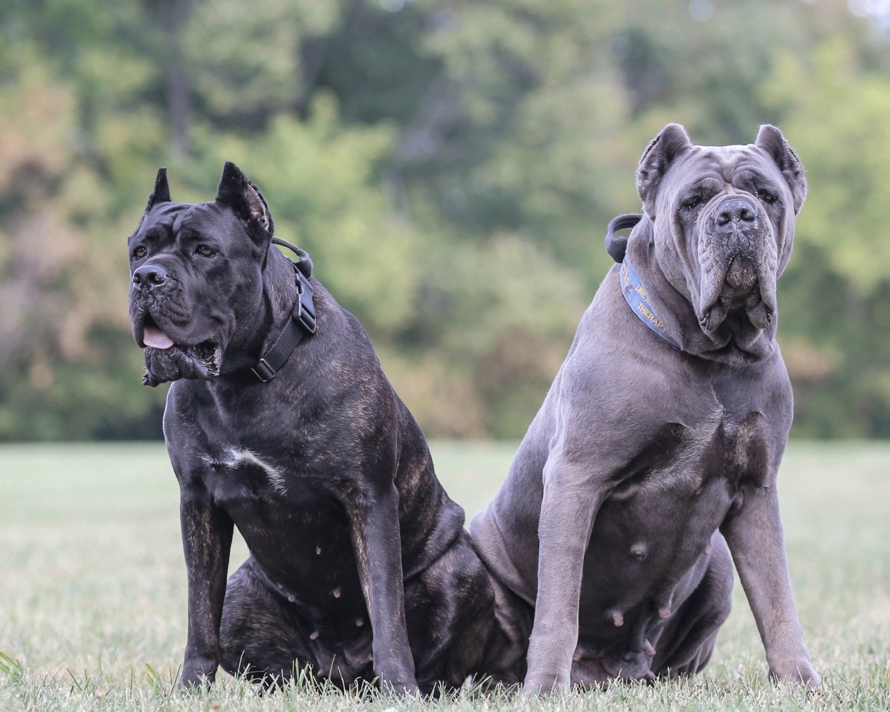 Два больших пса породы Кане-корсо на траве