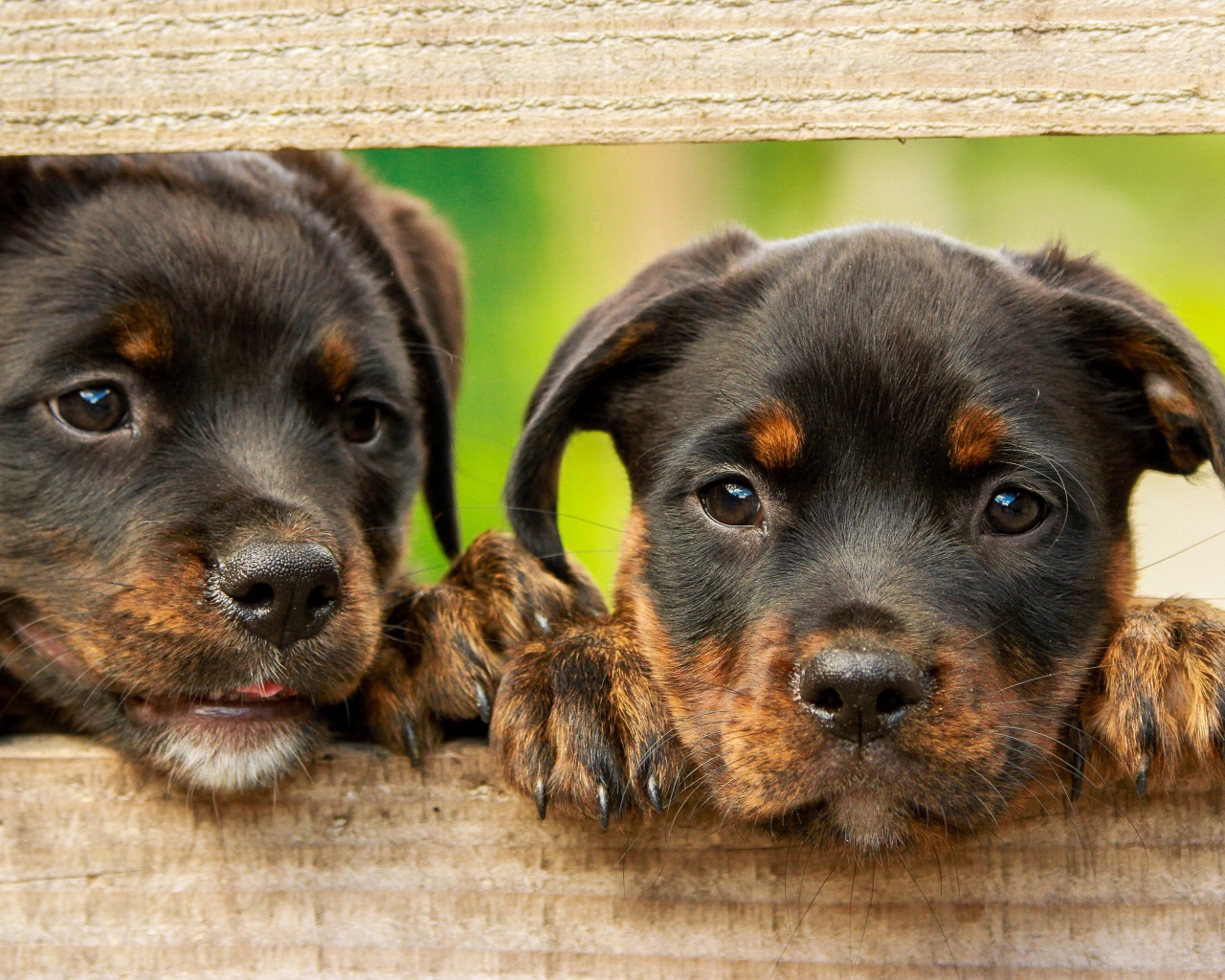 Два любопытных щенка ротвейлера 