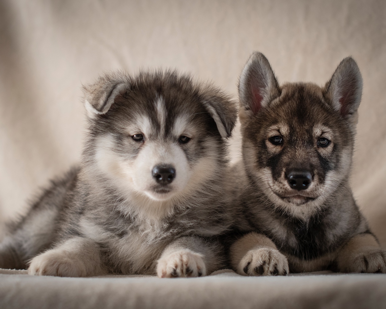 Два милых серых щенка хаски 