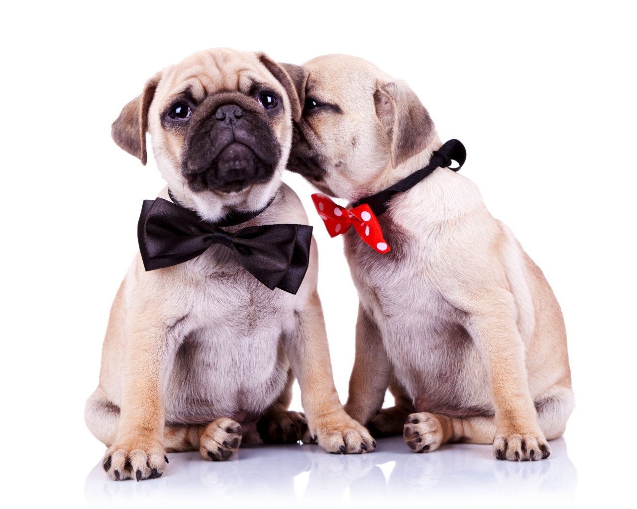 Два милых щенка мопса на белом фоне