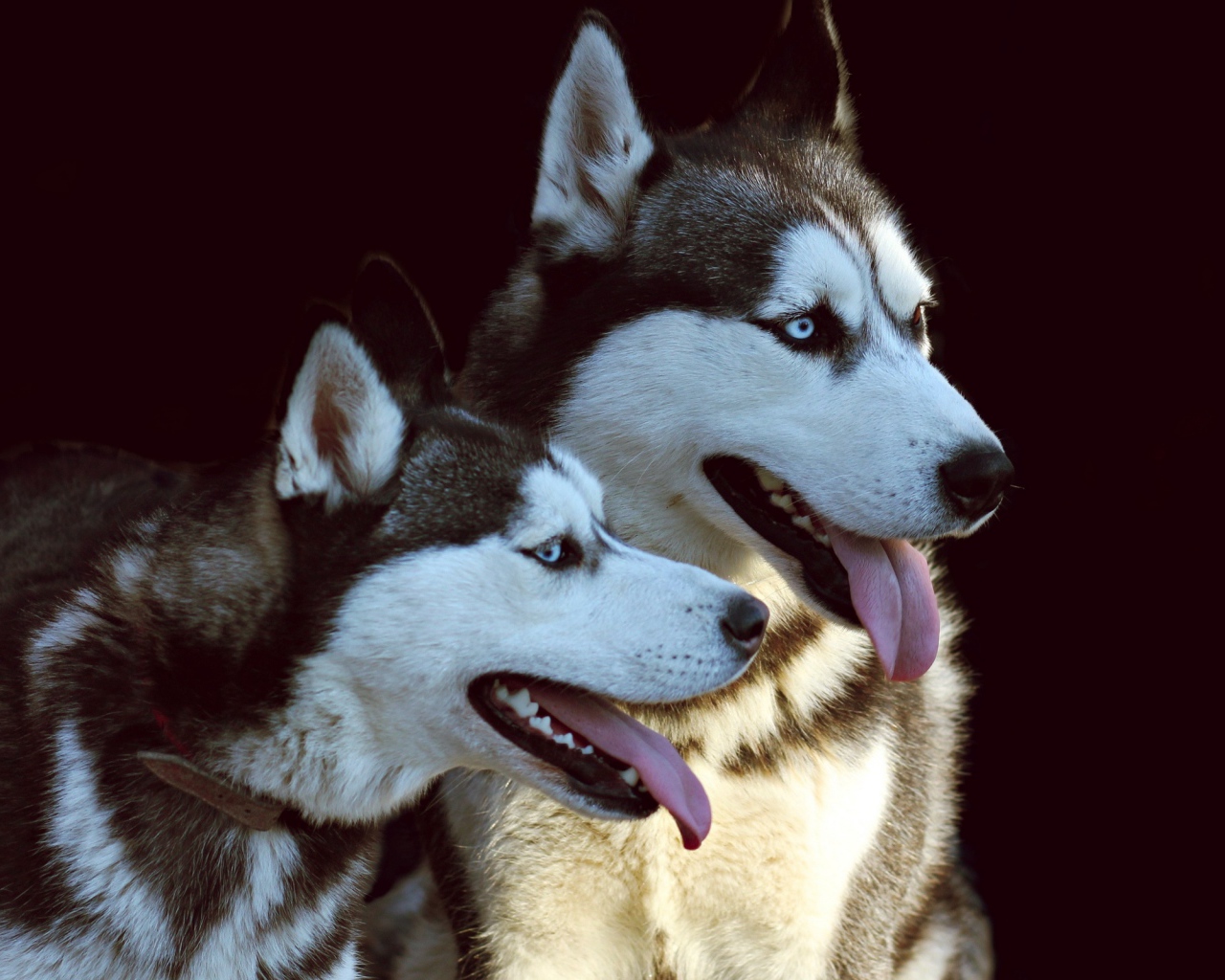 Две собаки породы хаски с высунутыми языками на черном фоне