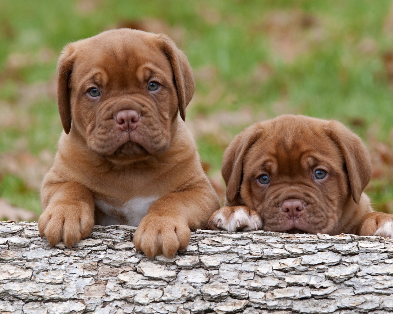Два забавных маленький щенка бордоского дога