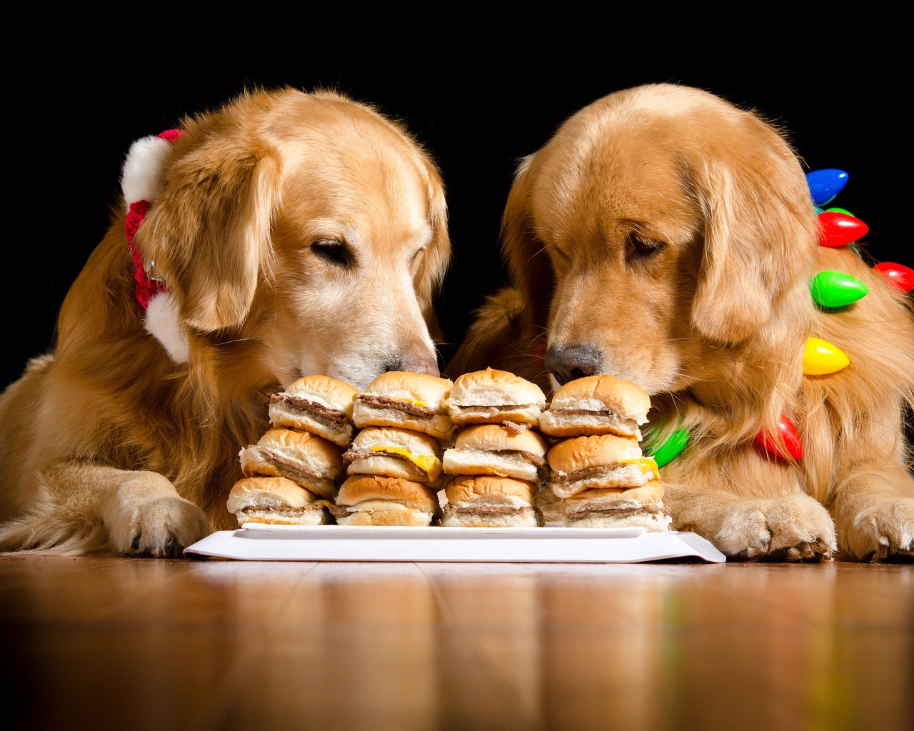 Два золотистых ретривера едят гамбургеры