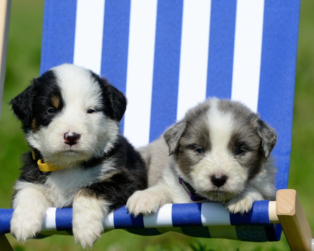 Два маленьких милых щенка в кресле