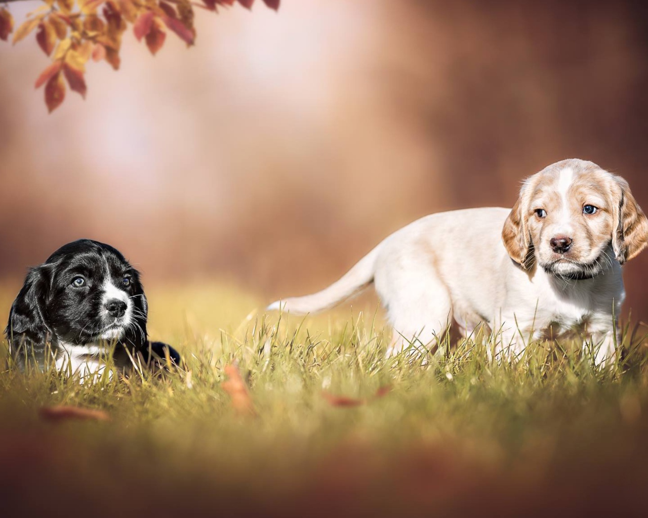 Два маленьких щенка спаниеля в зеленой траве 