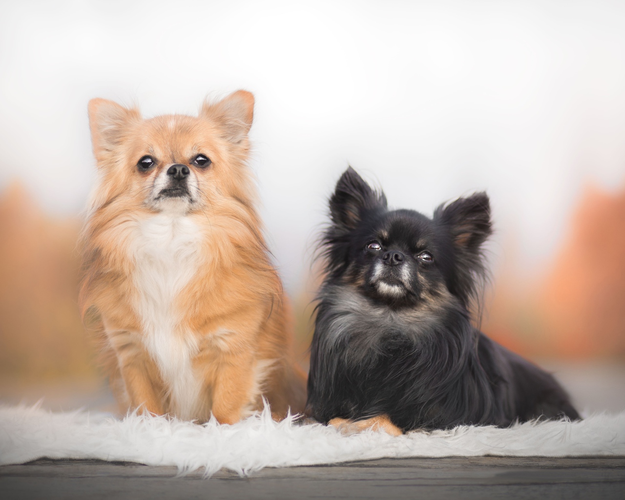 Две длинношерстных собаки чихуахуа 