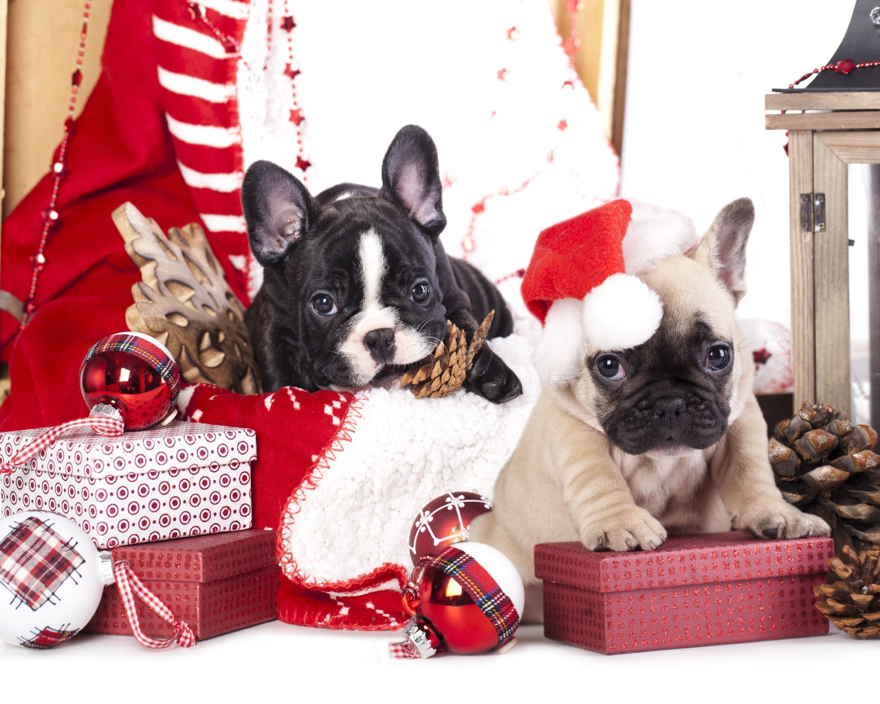 Два щенка французского бульдога на новогодних подарках