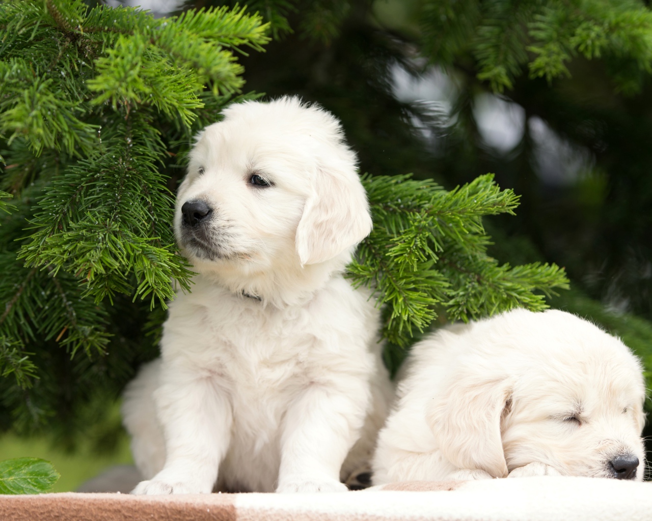 Два щенка золотистого ретривера под еловой веткой