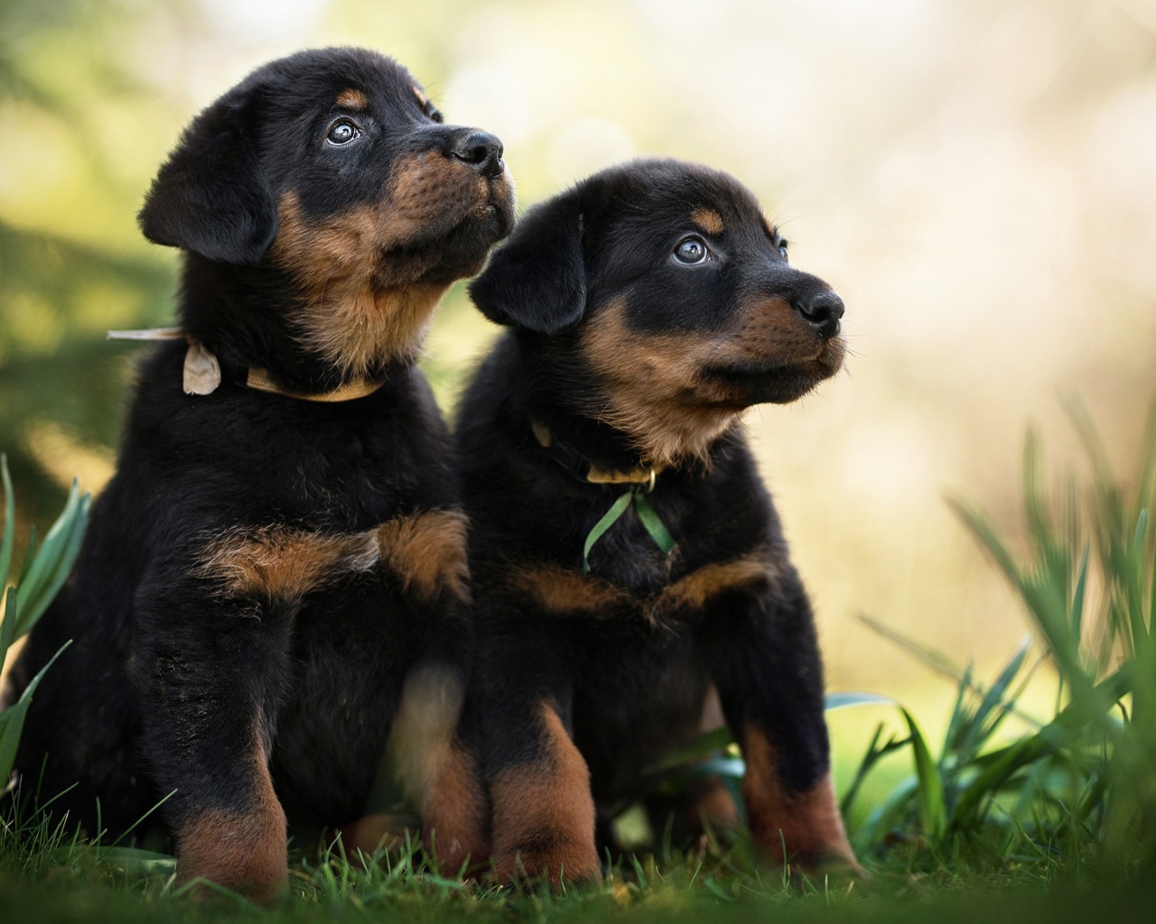 Два щенка породы Босерон сидят на зеленой траве
