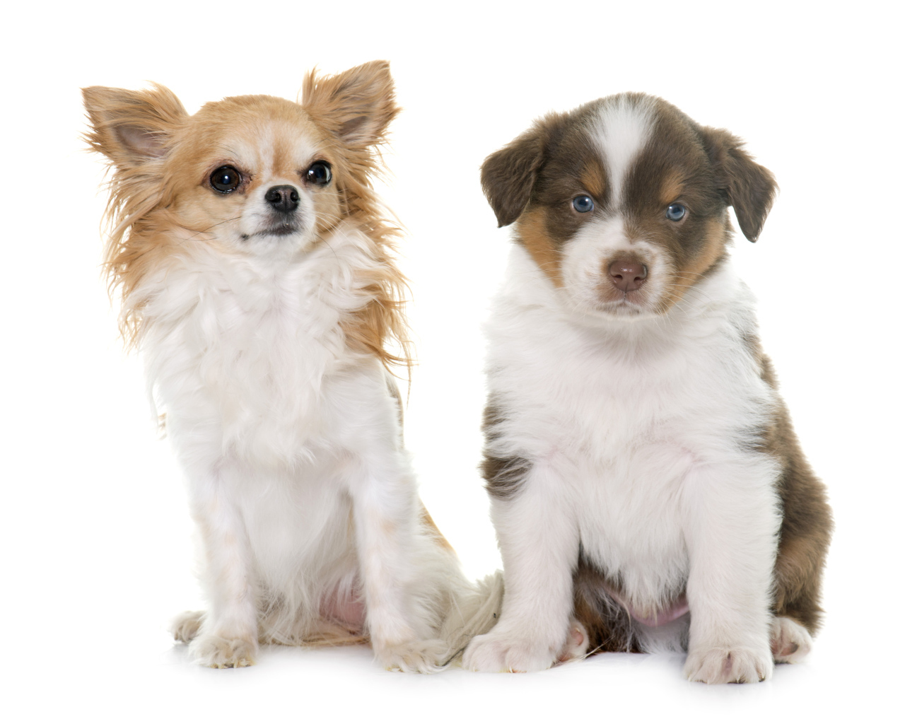Два щенка на белом фоне 