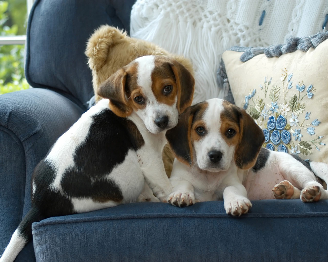 Два маленьких щенка бигля сидят на диване