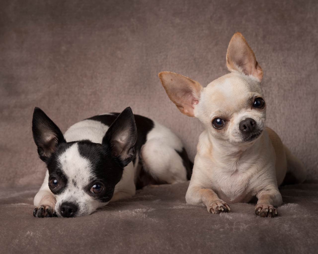 Две маленьких собаки породы чихуахуа на сером фоне