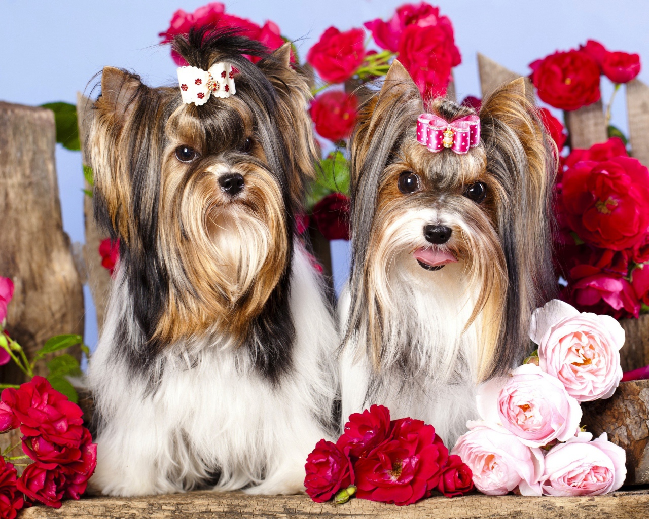 Два йоркширских терьера с красными цветами розы