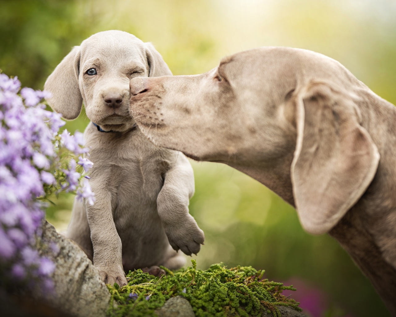 Собака породы Веймаранер со щенком