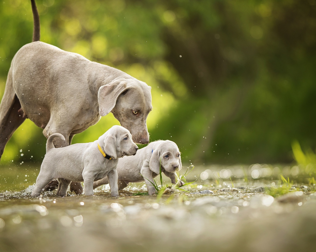 Собака породы Веймаранер с двумя щенками идут по воде