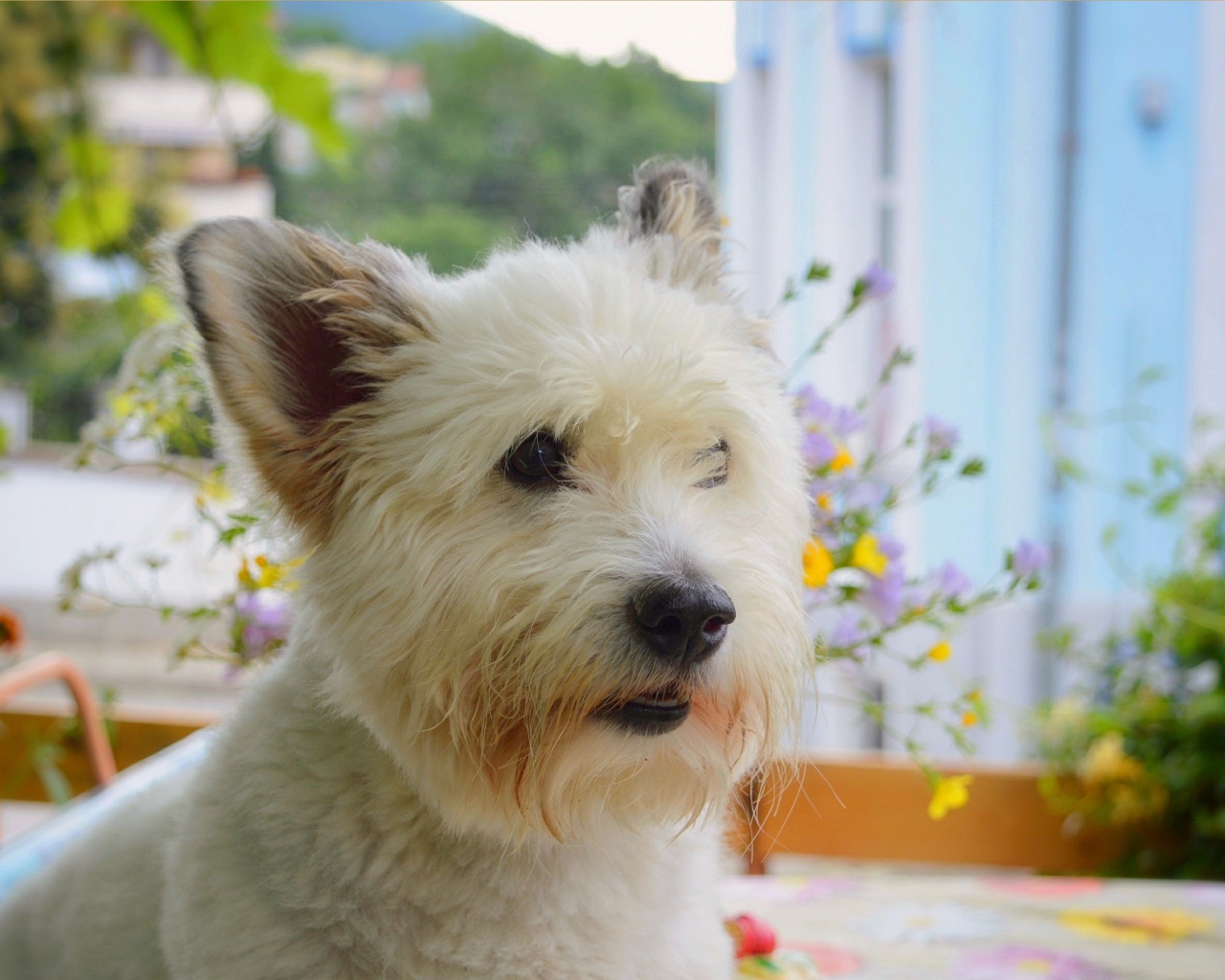 Вест-хайленд-уайт-терьер на балконе 