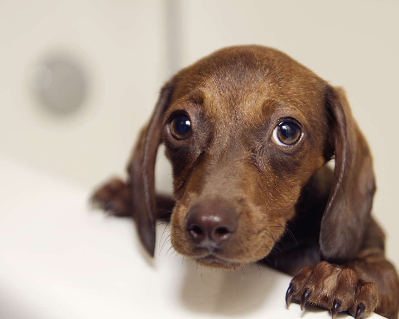 Мокрая такси стоит в ванной