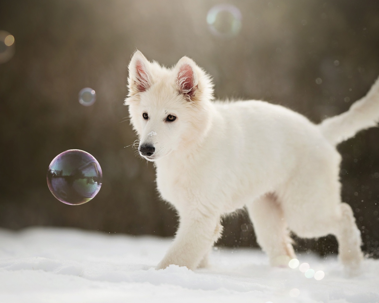 Белая швейцарская овчарка ловит мыльные пузыри
