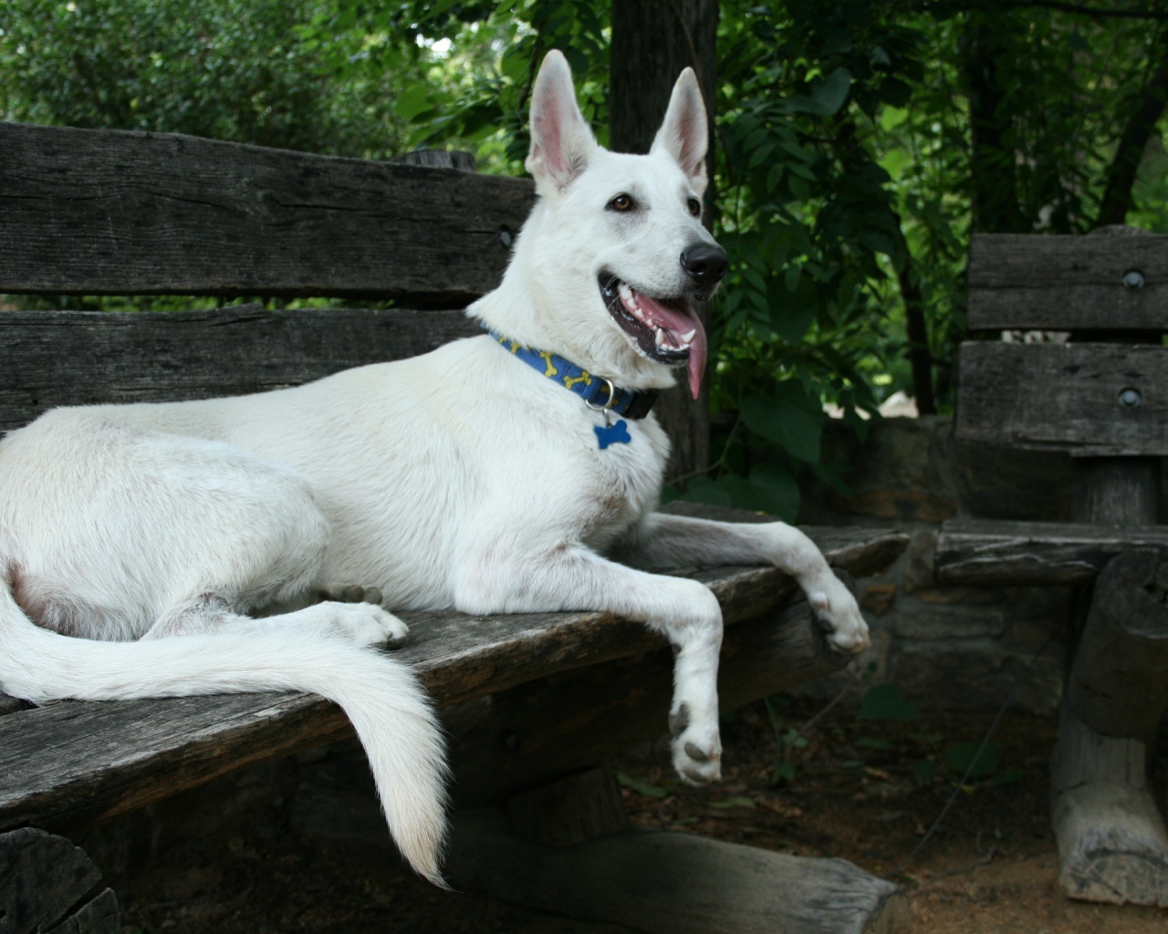 Белая швейцарская овчарка лежит на деревянной лавке