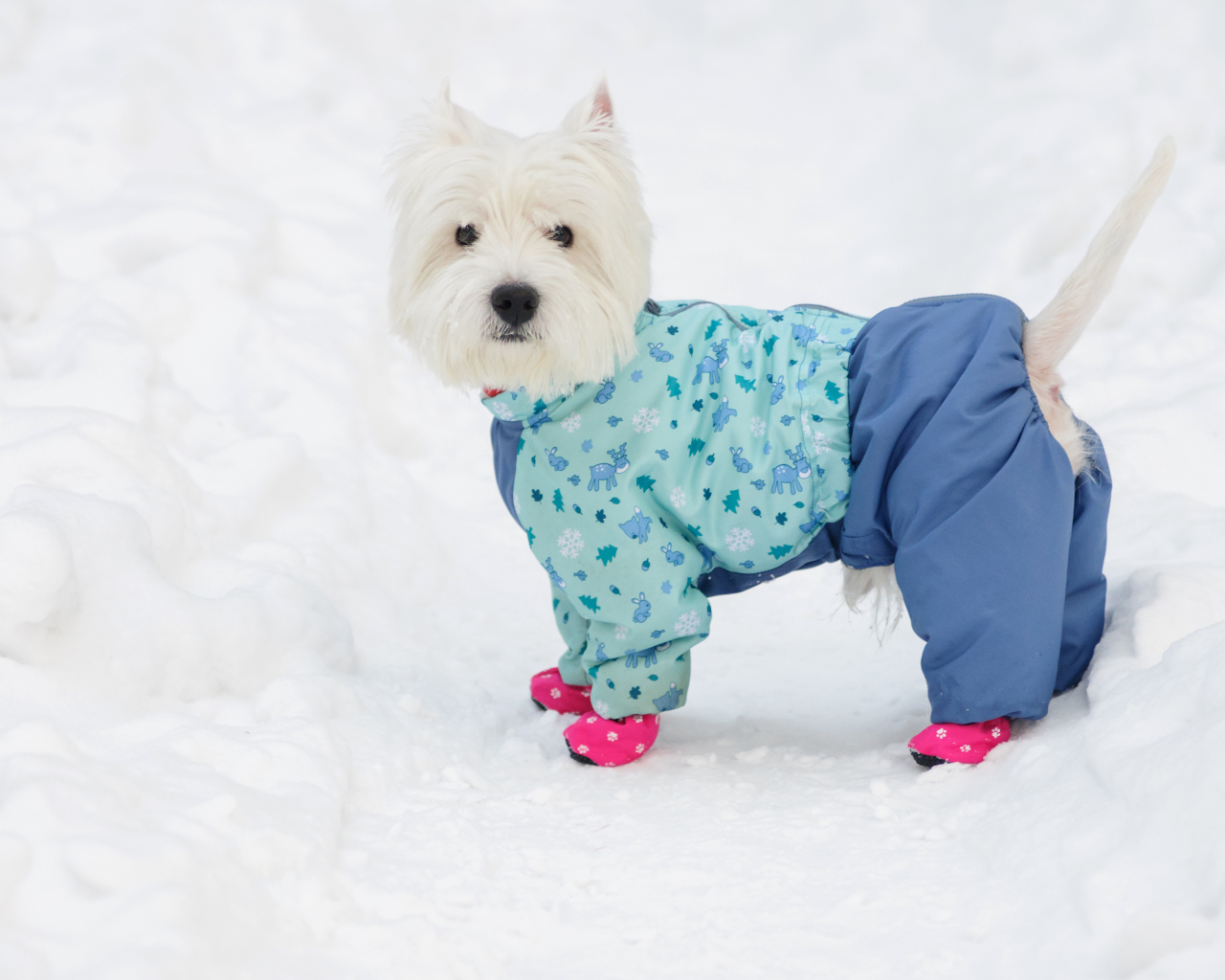 Белый Вест хайленд уайт терьер в костюме на снегу