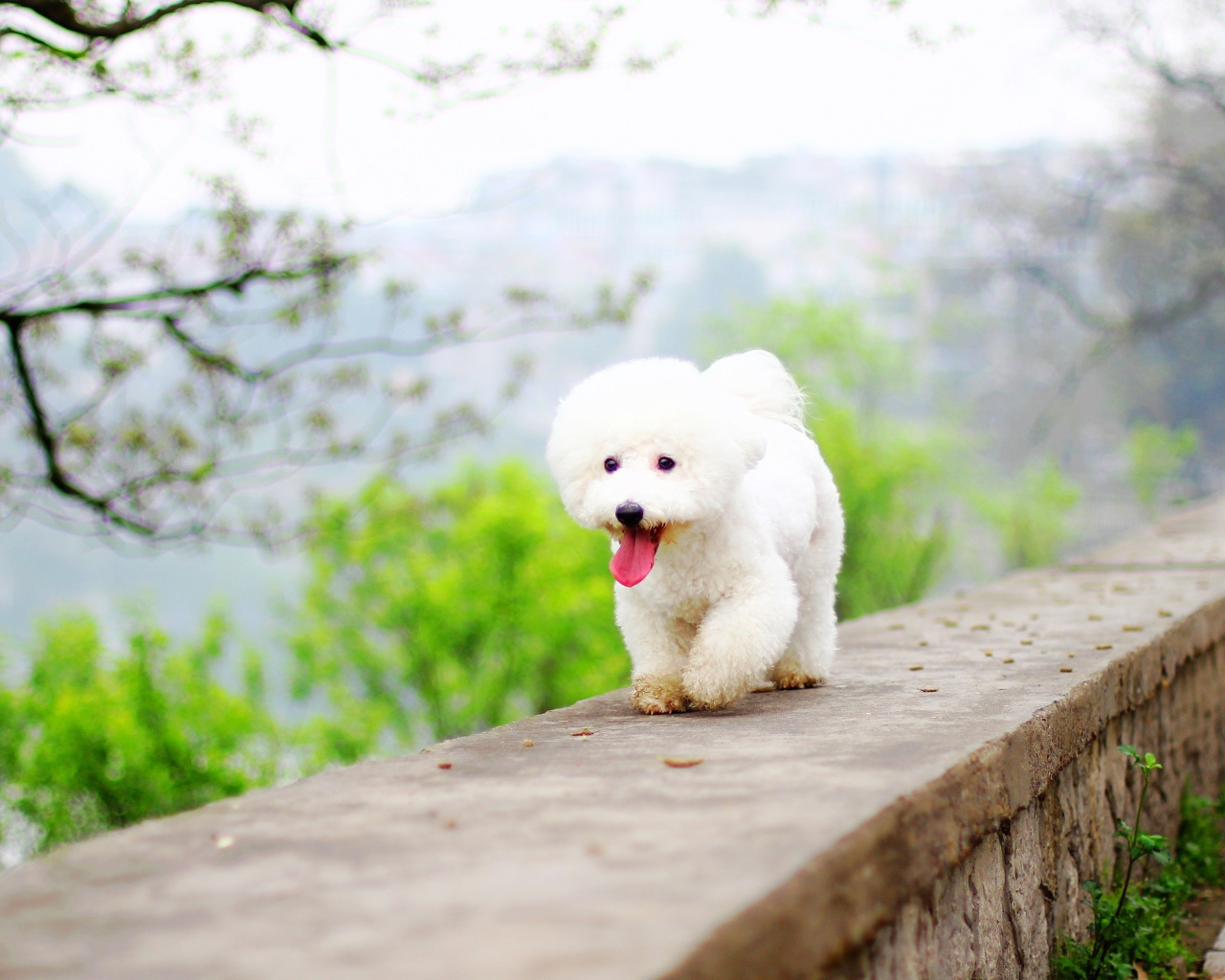 Белый Бишон фризе с высунутым языком