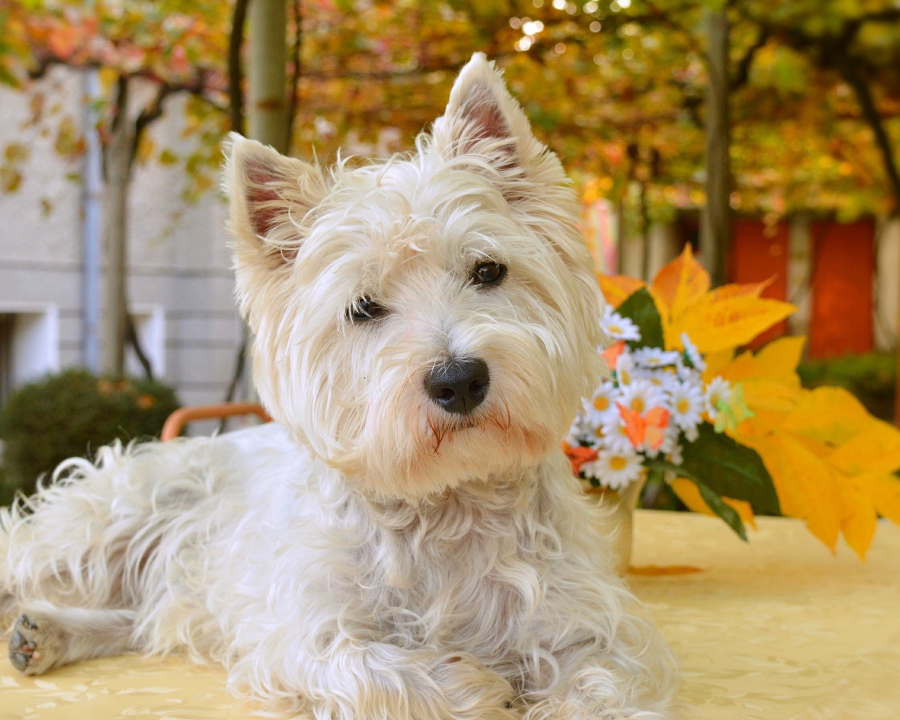 Белый забавный  Вест хайленд уайт терьер