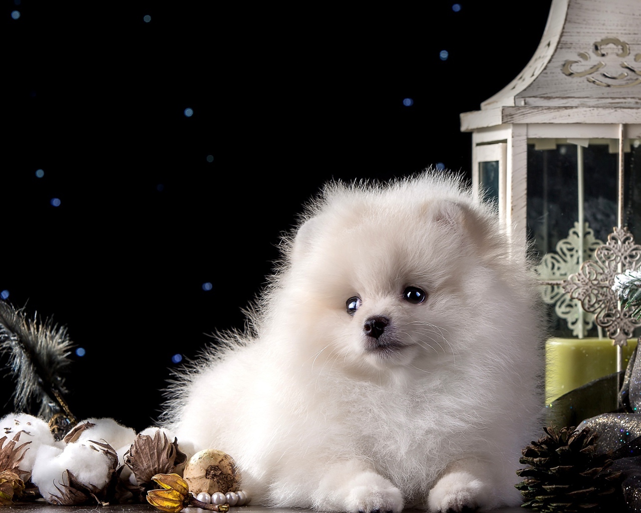 Белый маленький шпиц с новогодними украшениями