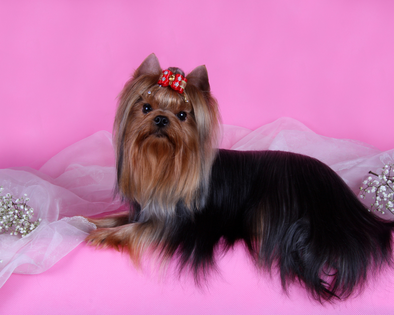Йоркширский терьер на розовом фоне