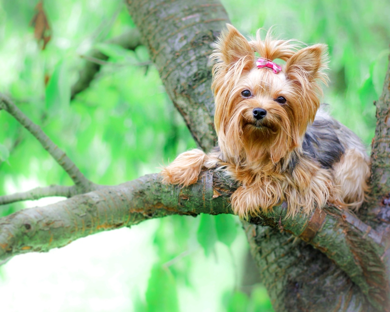 Йоркширский терьер сидит на ветке дерева