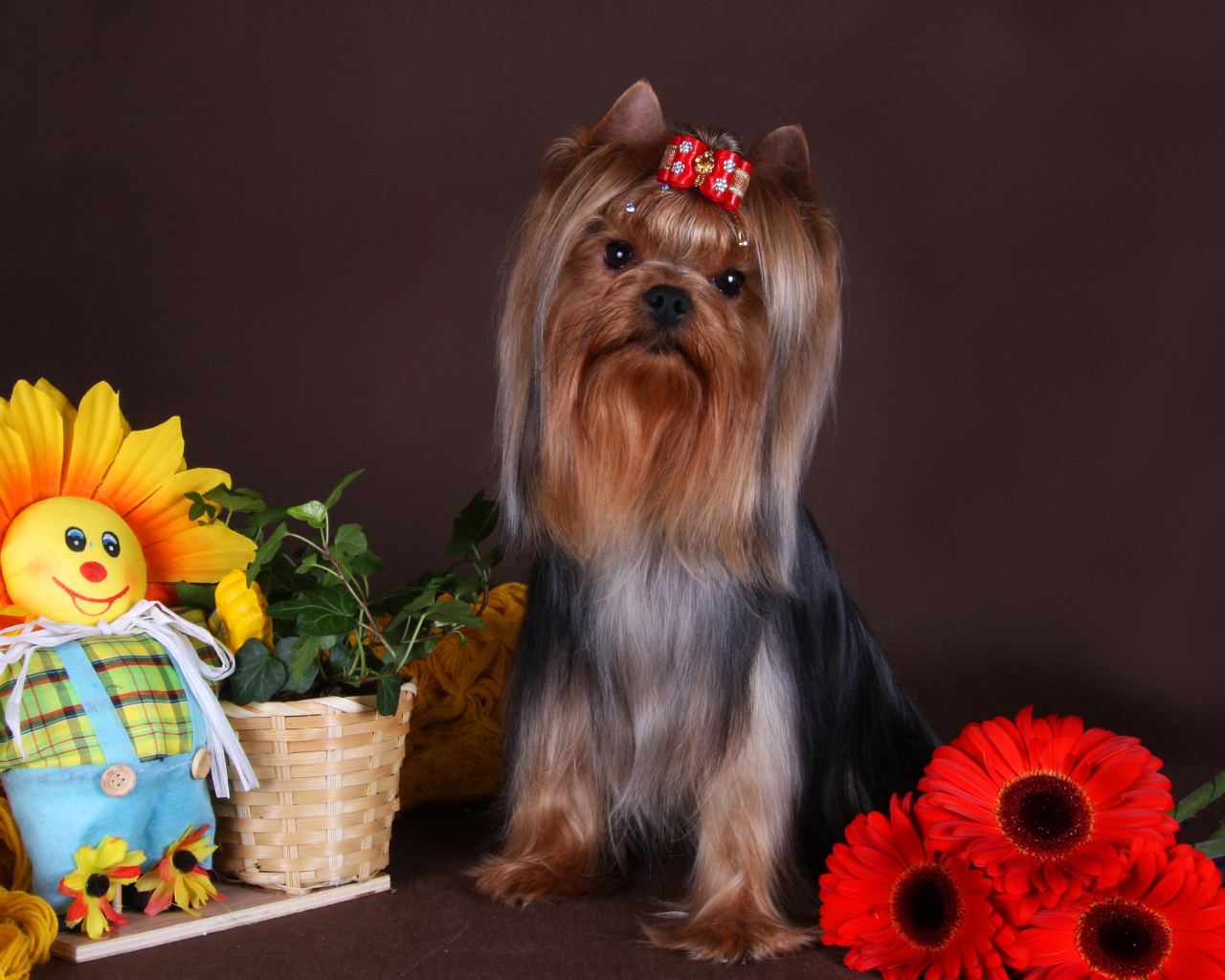 Йоркширский терьер с бантом на голове